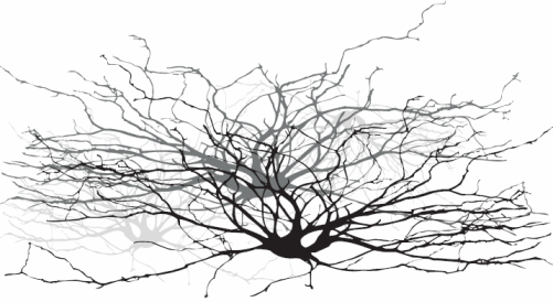 Neurons