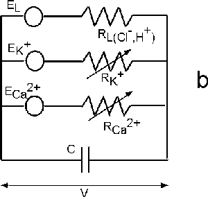 Modified HH equivalent circuit 