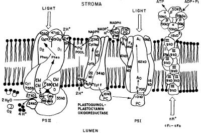 Schematic model of PS I and PS II 