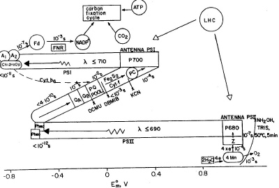 Membrane structure 