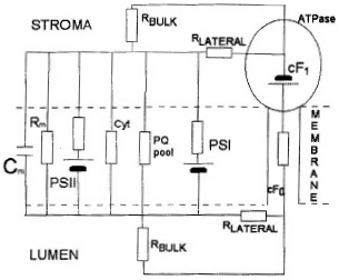  Electronic equivalent circuit 