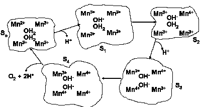  Four-electron mechanism 